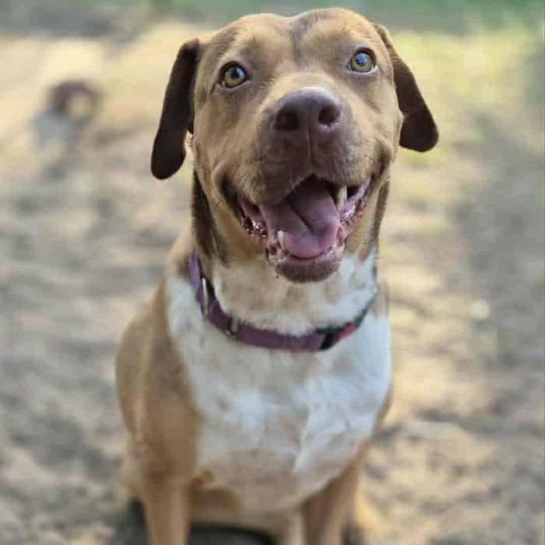 Canela