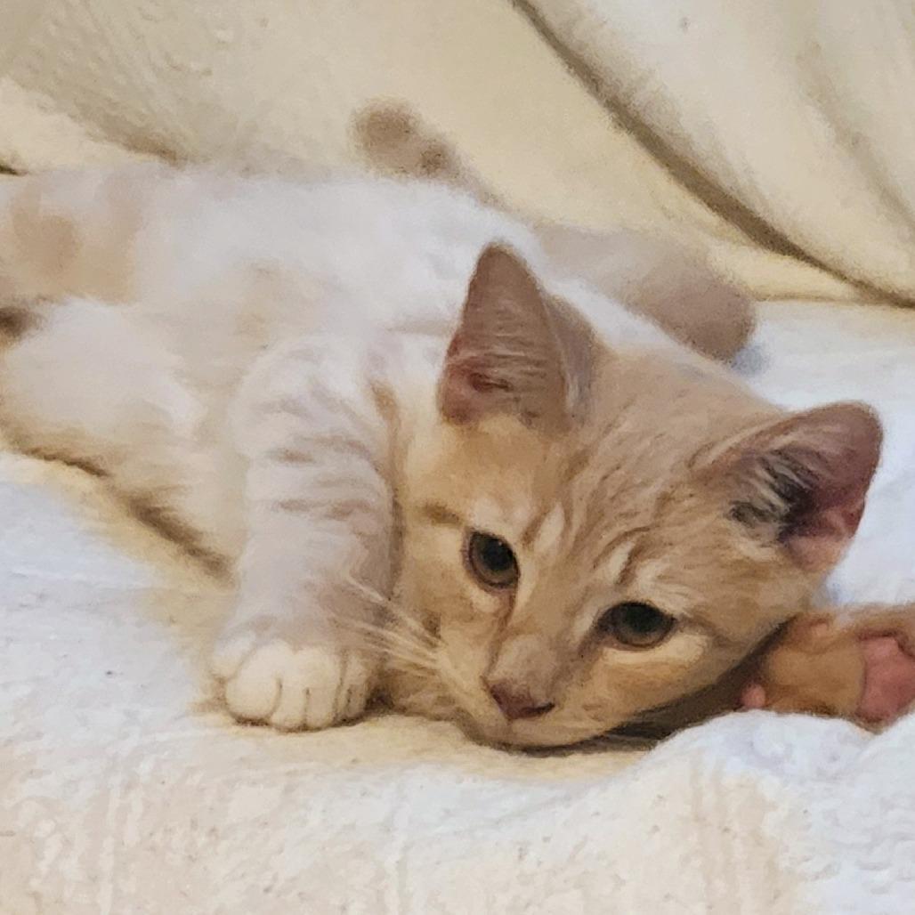 A young small-sized male Orange / Red Domestic Short Hair cat named Graham In Midlothian for adoption in Alexandria, VA