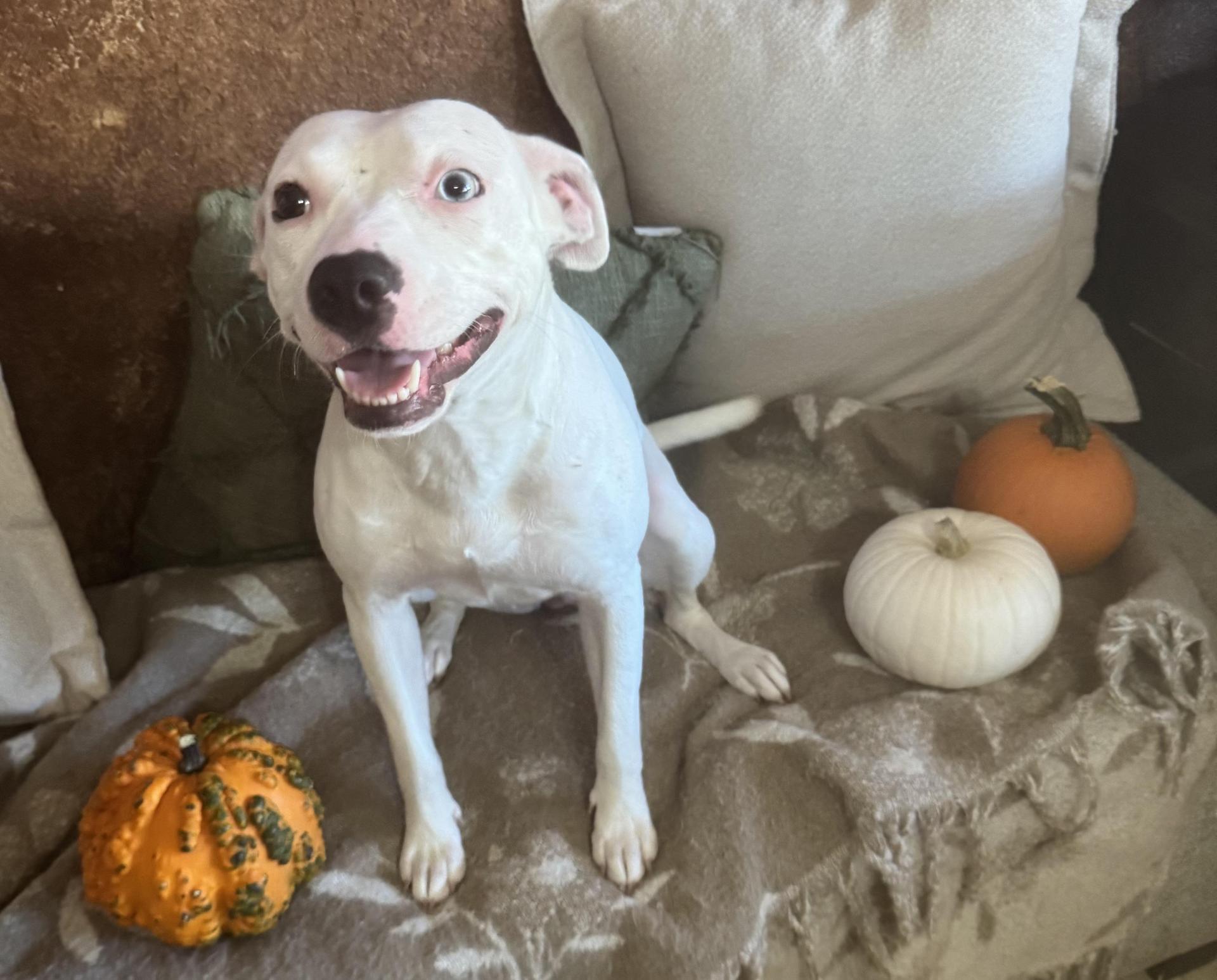 A young medium-sized female White / Cream American Staffordshire Terrier dog named Snow Ball for adoption in Richmond, TX