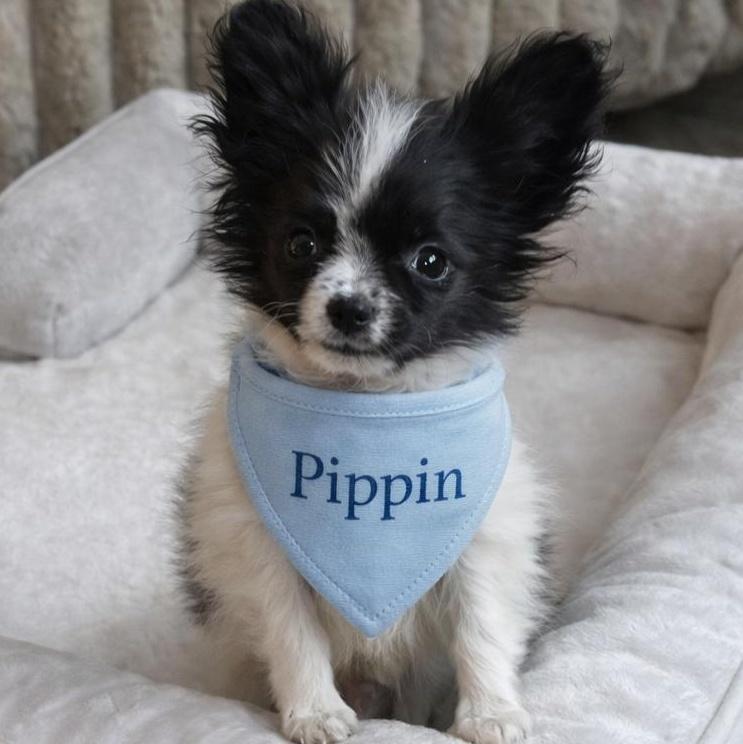 A baby small-sized male Black Papillon dog named Pippin for adoption in Brockport, NY