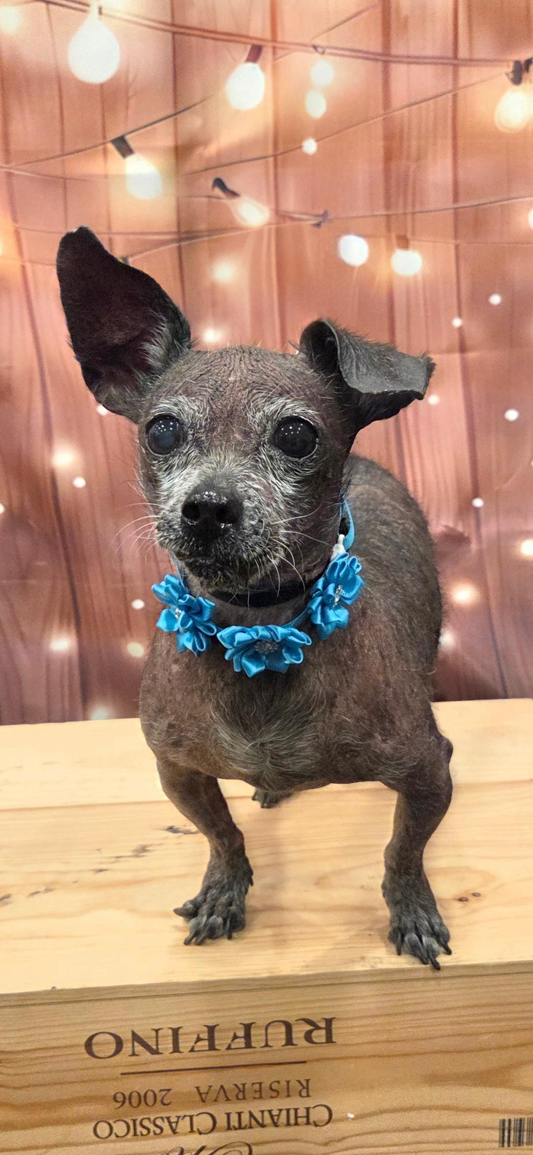 A senior small-sized female Xoloitzcuintli / Mexican Hairless dog named Gigi for adoption in Bridgeton, MO