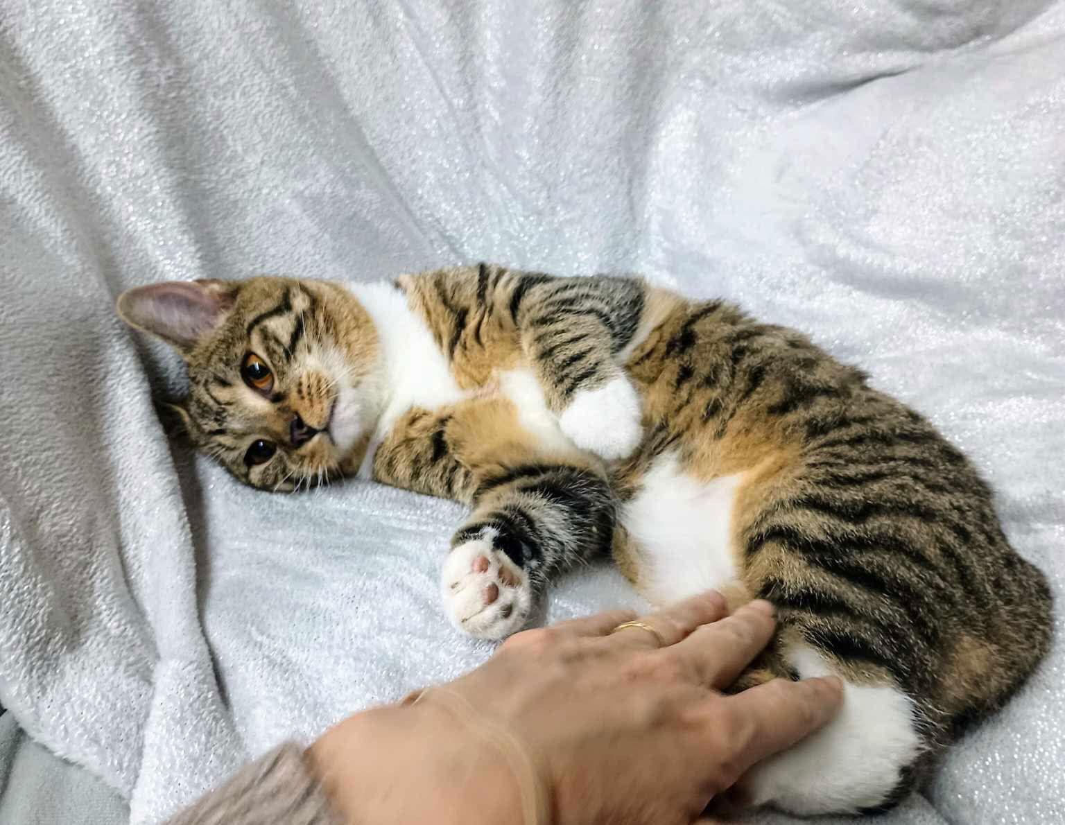 Fawn Young Male Tabby