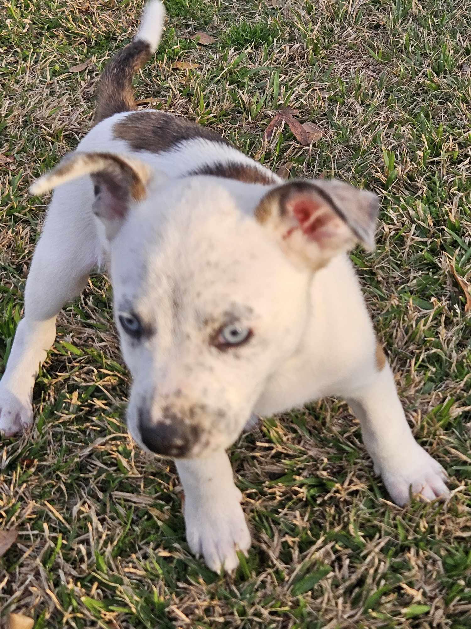 A baby medium-sized male Mountain Cur dog named Wrangler — Blue Eyes for adoption in Oakhurst, NJ