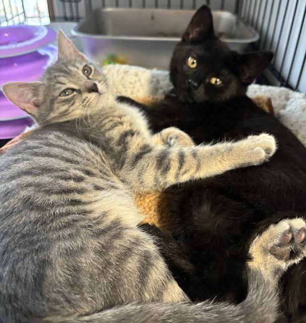 Snickers And Milkyway photo 1