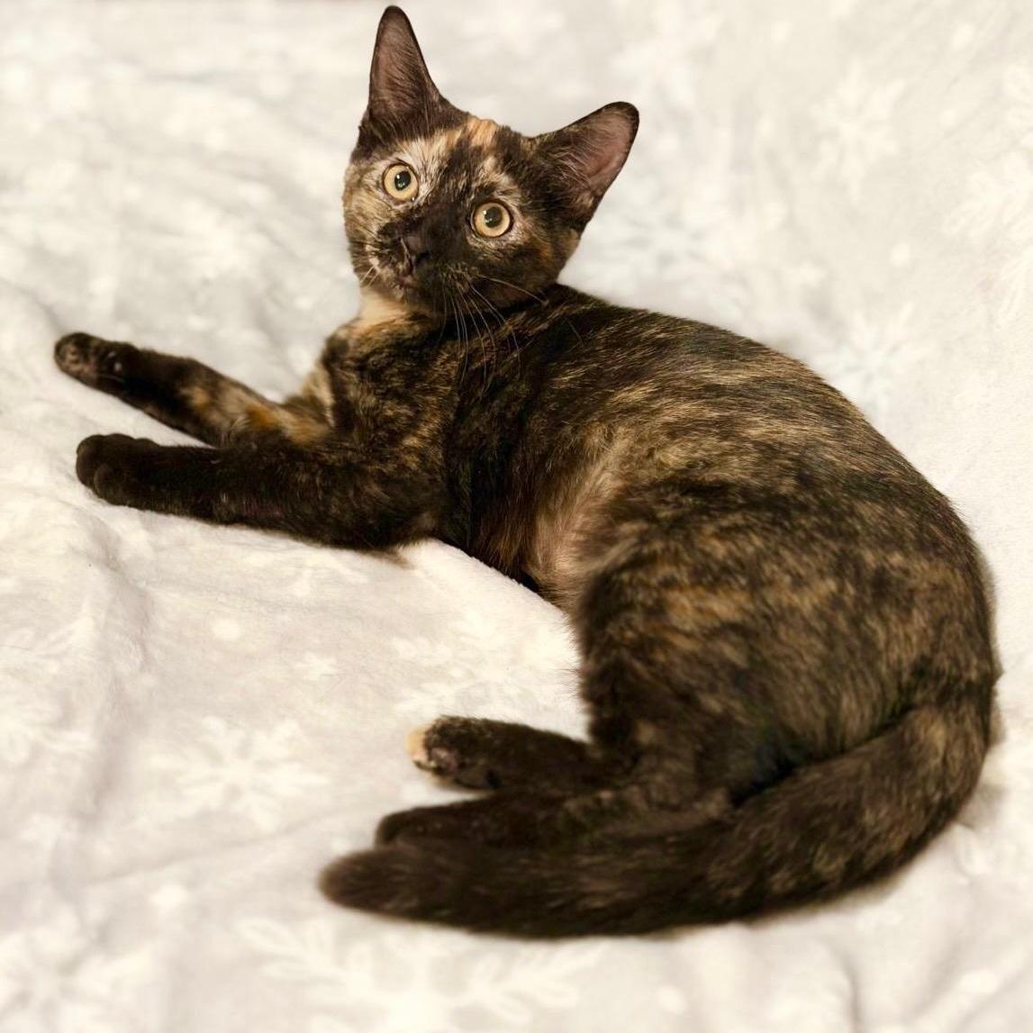 A baby small-sized female Domestic Short Hair cat named Toffee for adoption in Miami, FL