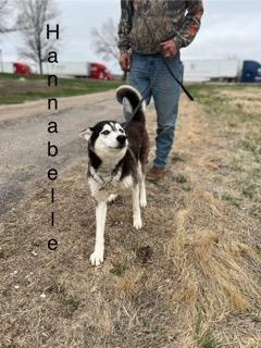 A young medium-sized female Siberian Husky dog named Hannabelle for adoption in Sumter, SC