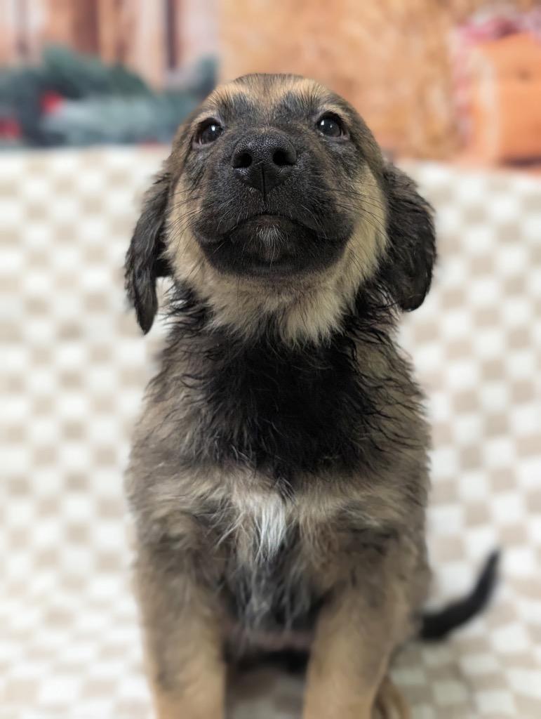 A baby medium-sized female Shepherd dog named Prancer for adoption in Defiance, OH