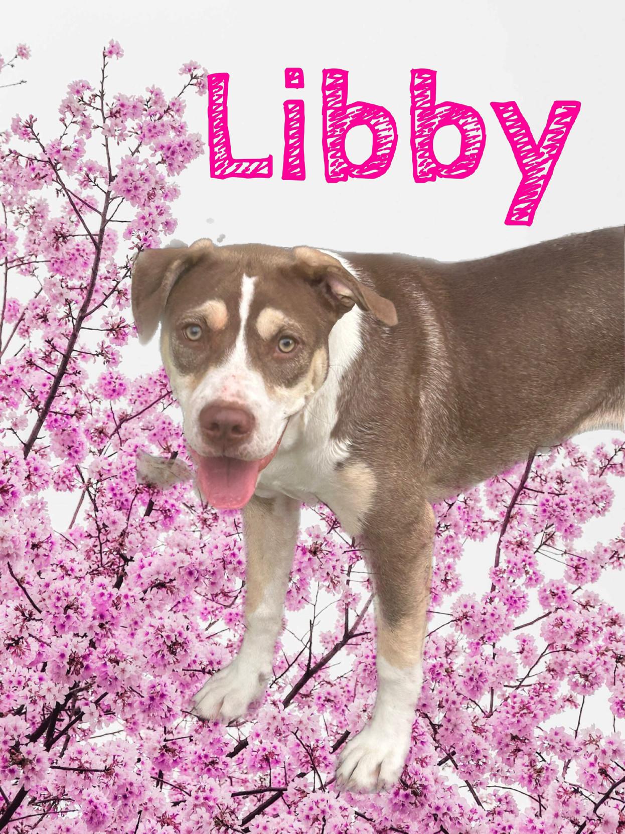 A young large-sized female Australian Kelpie dog named Montana Libby for adoption in Hardin, MT