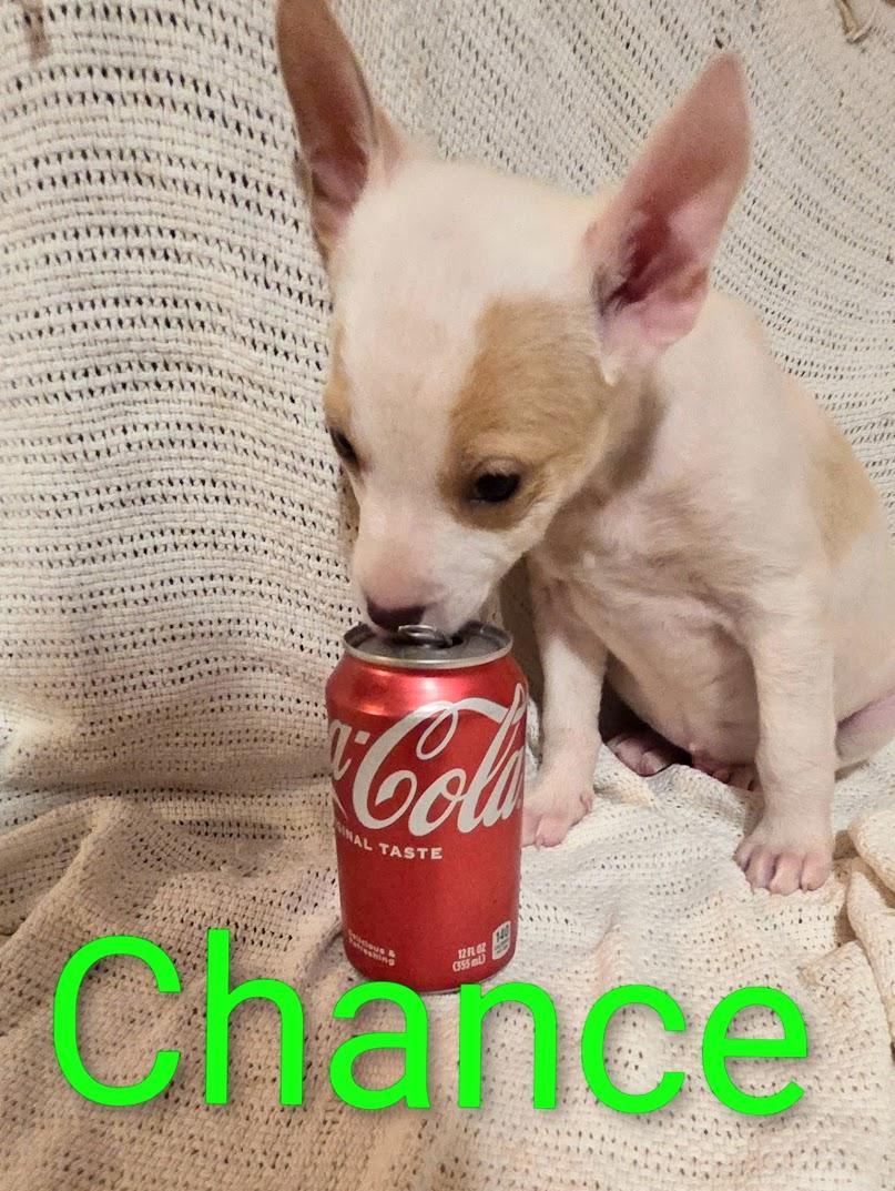 A baby small-sized male Chihuahua dog named Chance for adoption in Fosters, AL