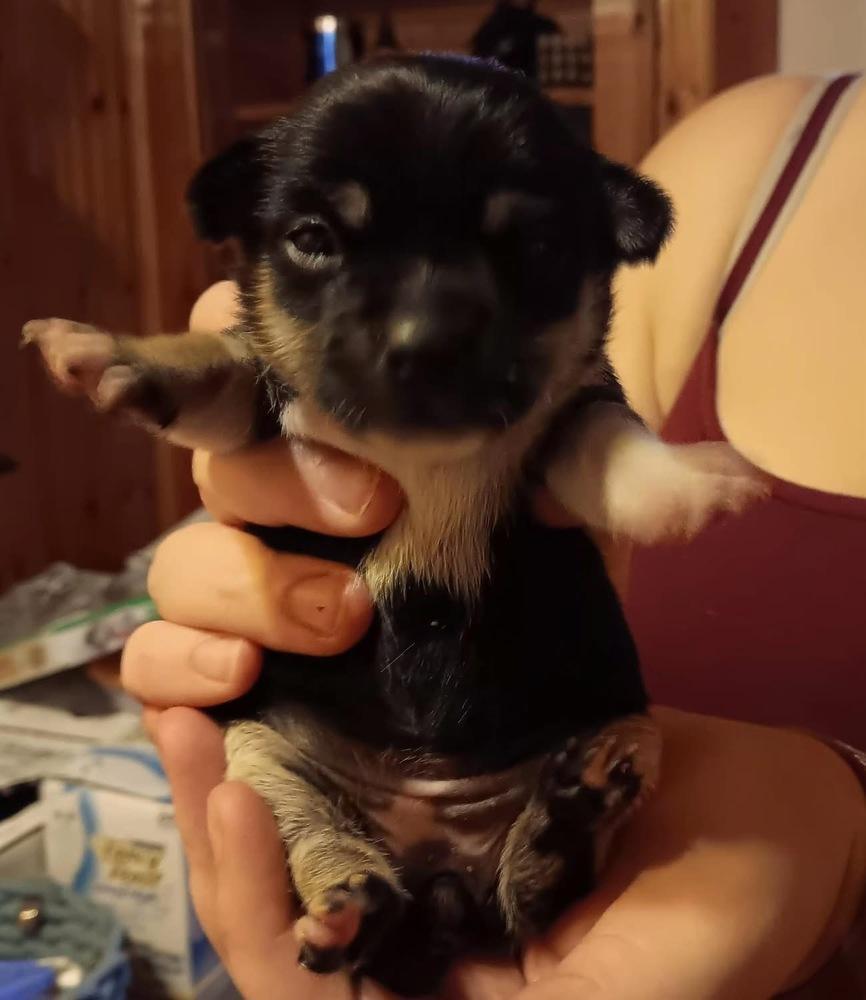 A baby small-sized male Brown / Chocolate Dachshund dog named Buck for adoption in Middletown, CT