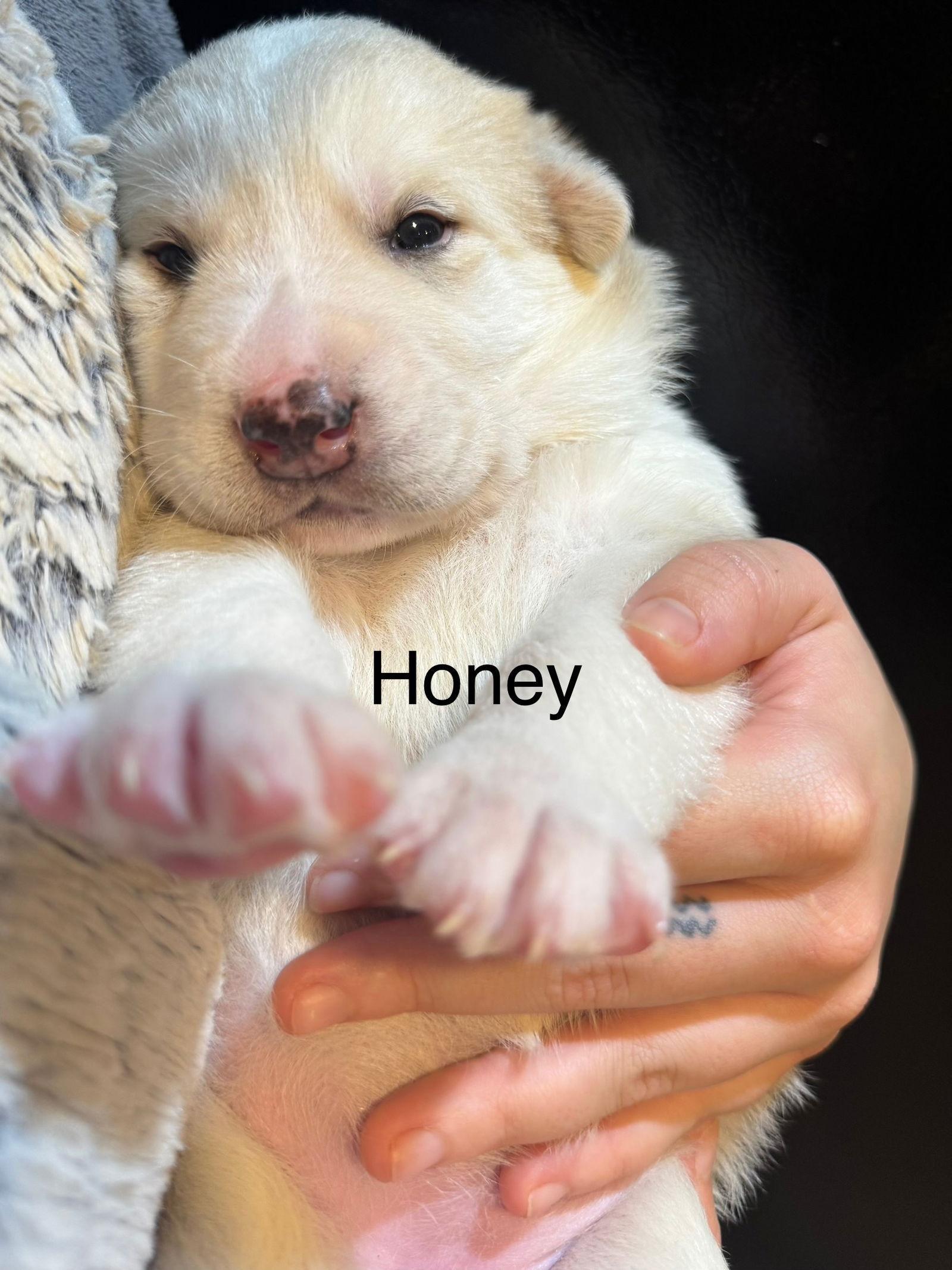 Honey