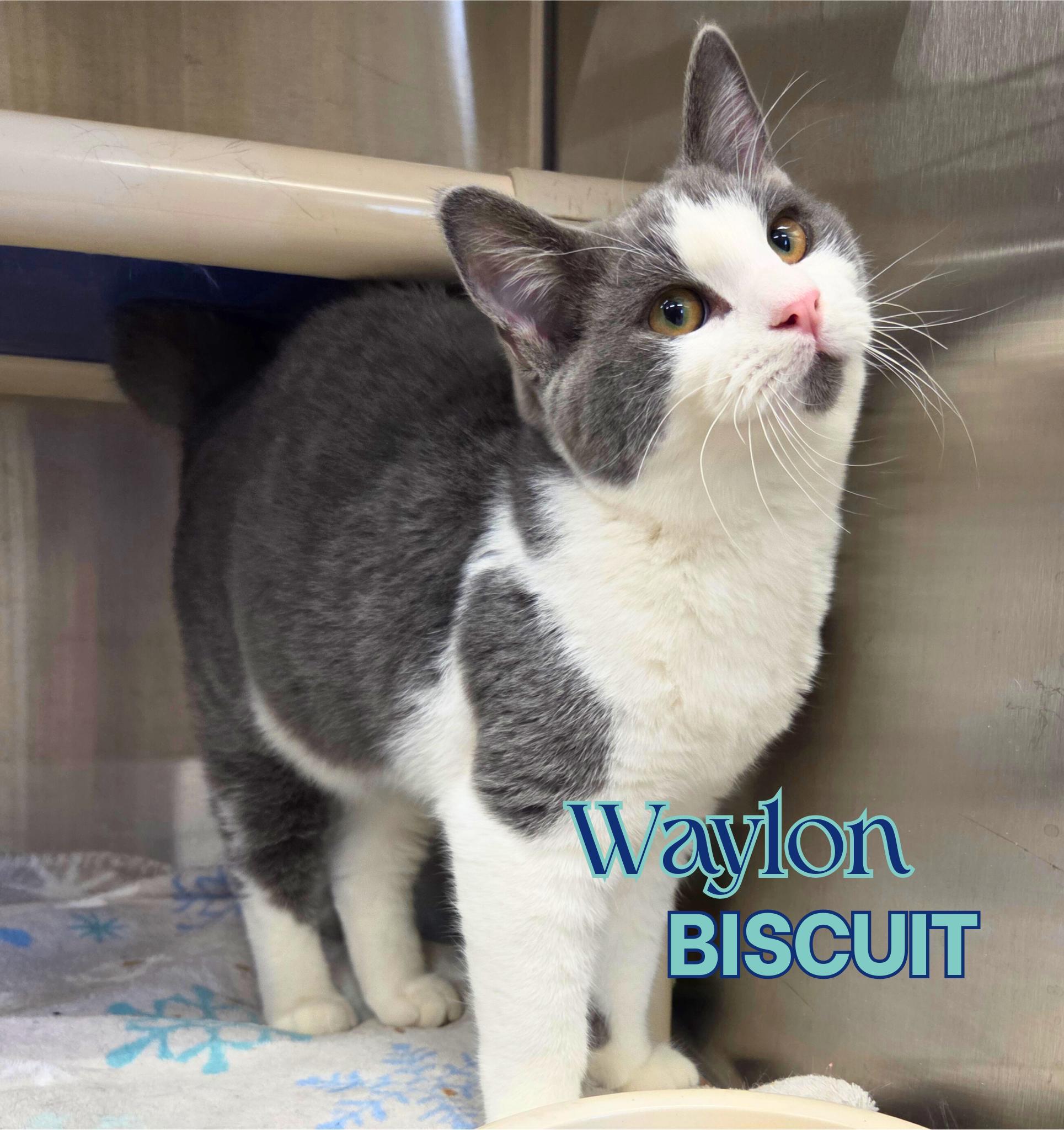 Waylon Biscuit photo 1