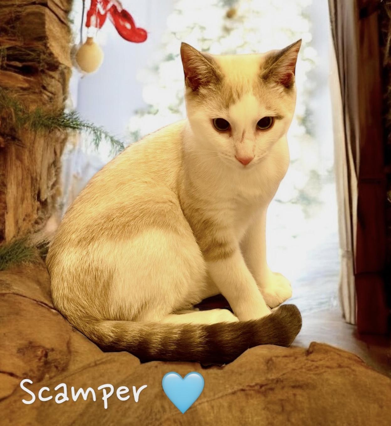 Scamper