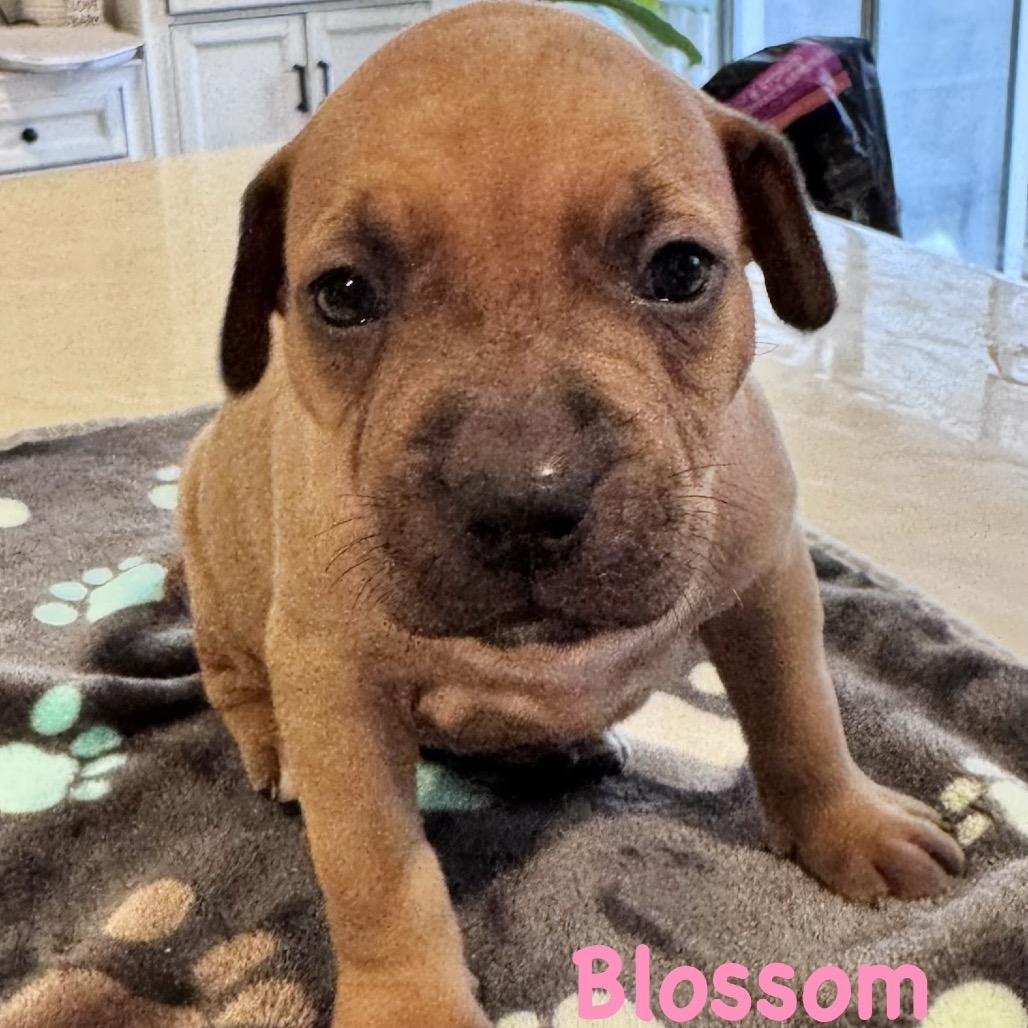 Blossom