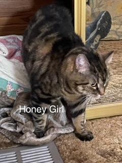 Honey Girl