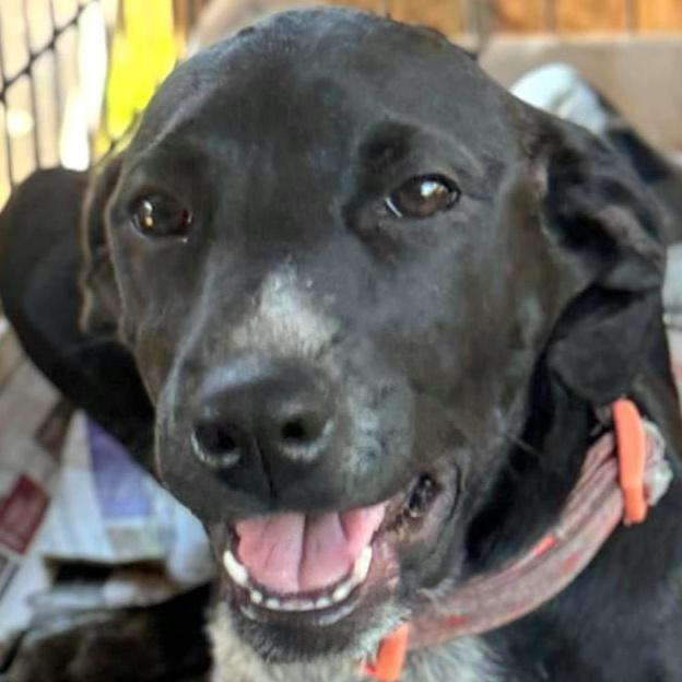 Willow Brook “your Love”