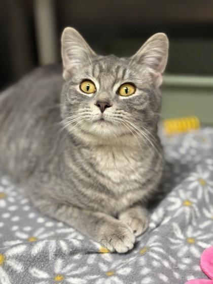 A young small-sized female Domestic Short Hair cat named Noel for adoption in Columbia City, IN