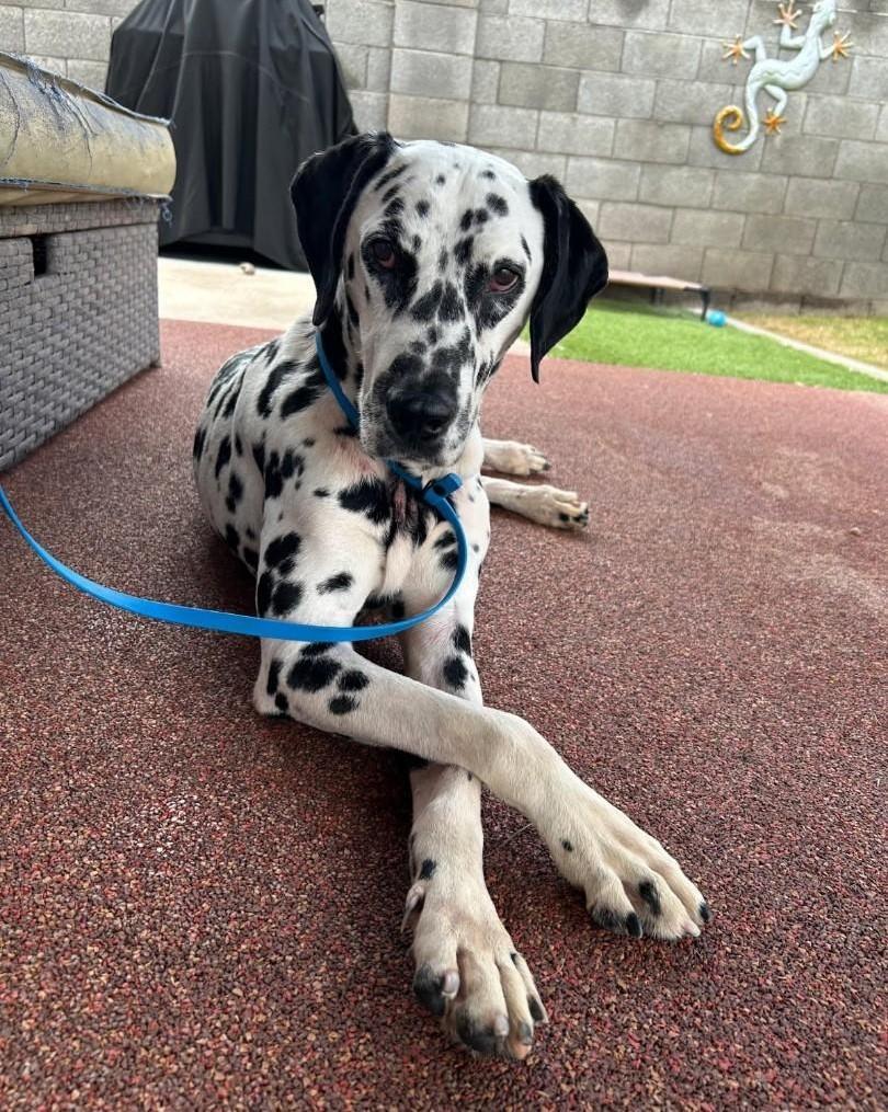 A young medium-sized male Black Dalmatian dog named Congotucson Az for adoption in San Diego, CA