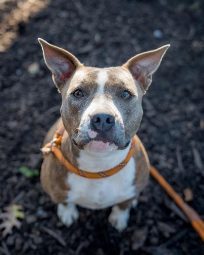 A young large-sized female Mixed Breed dog named Duchess for adoption in Chamblee, GA
