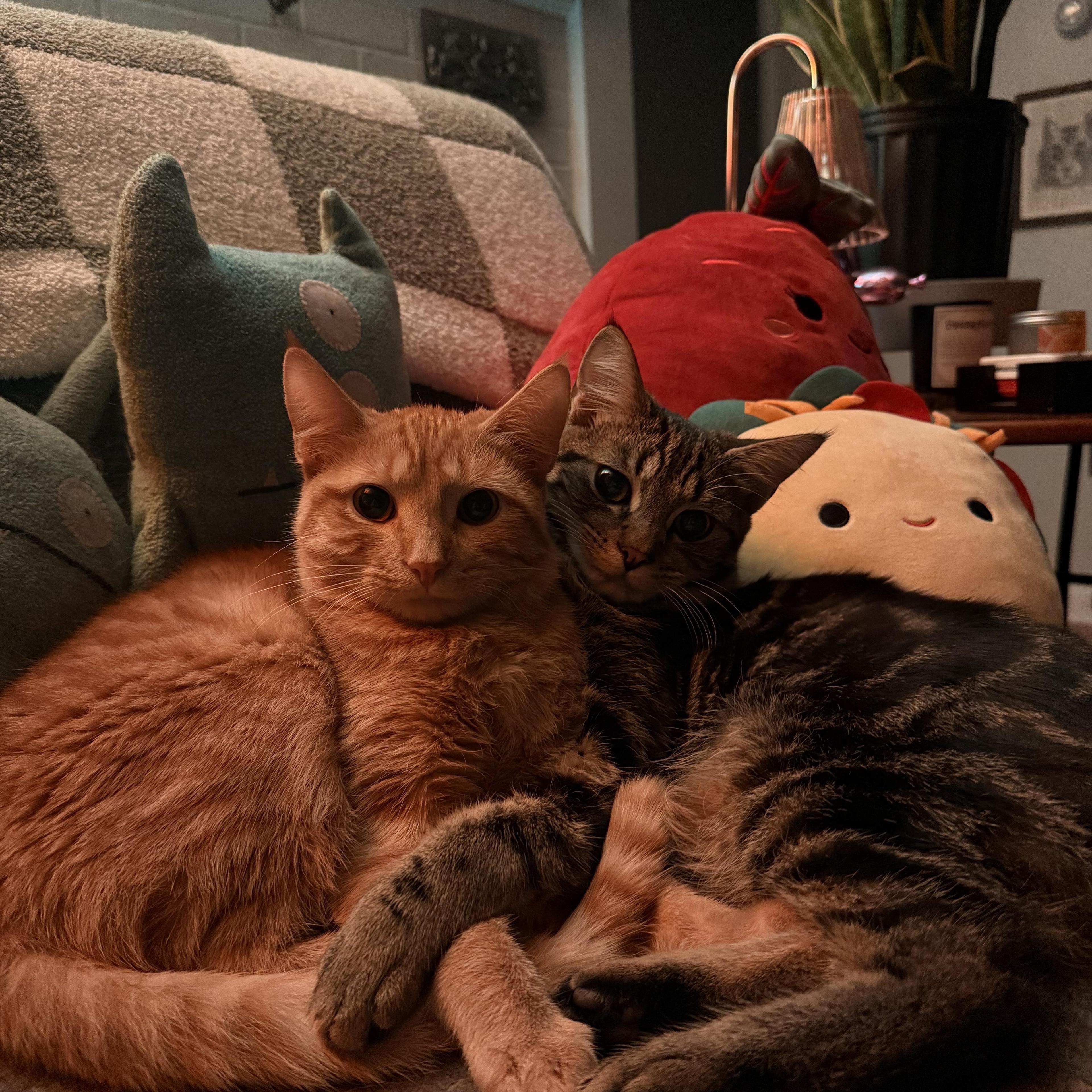 Gatsby Jr. & Croissant