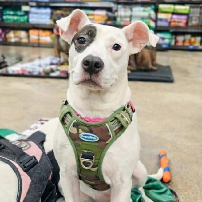 Millie Needs A Forever