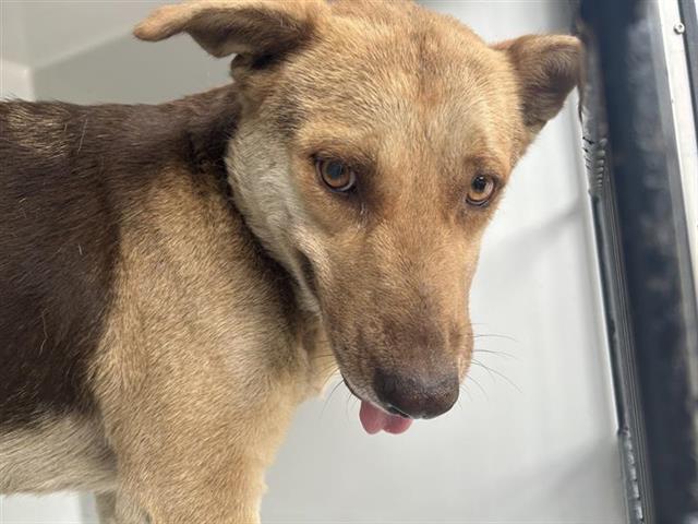 A young large-sized female German Shepherd Dog dog named Brooke for adoption in Houston, TX