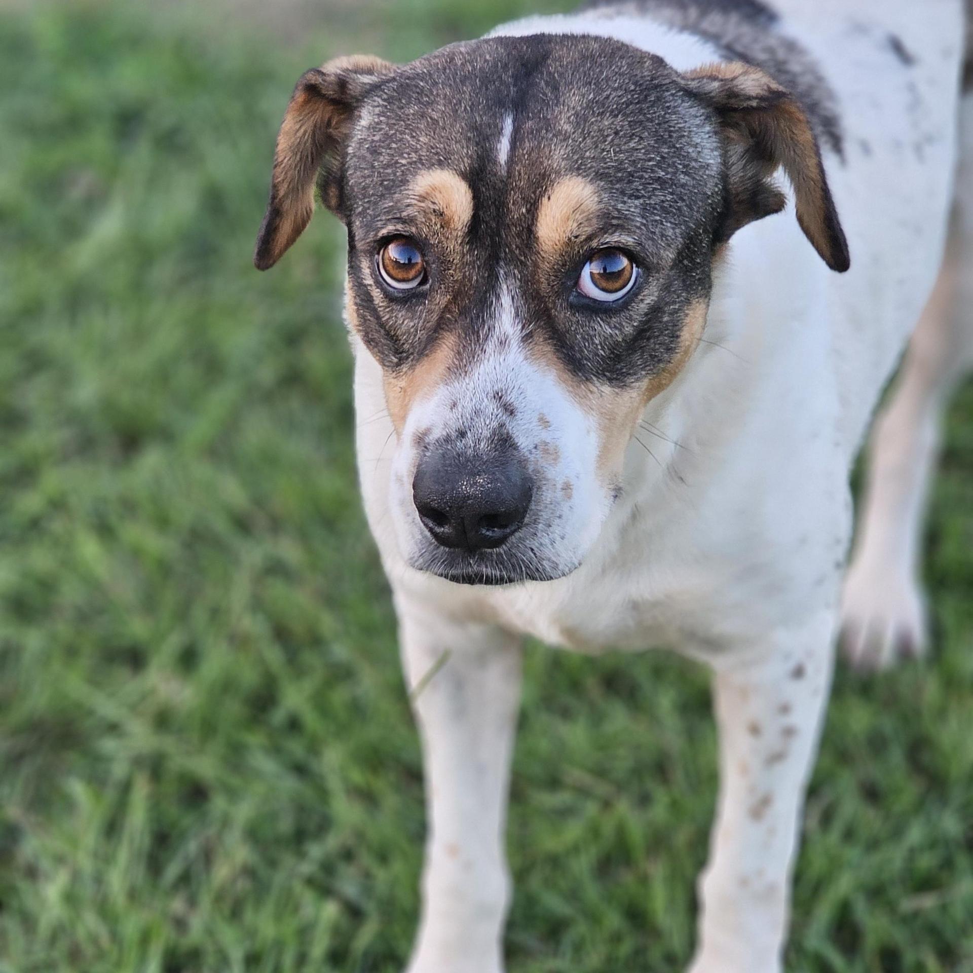 An adult medium-sized female White / Cream Feist dog named Lilly for adoption in Sheridan, AR
