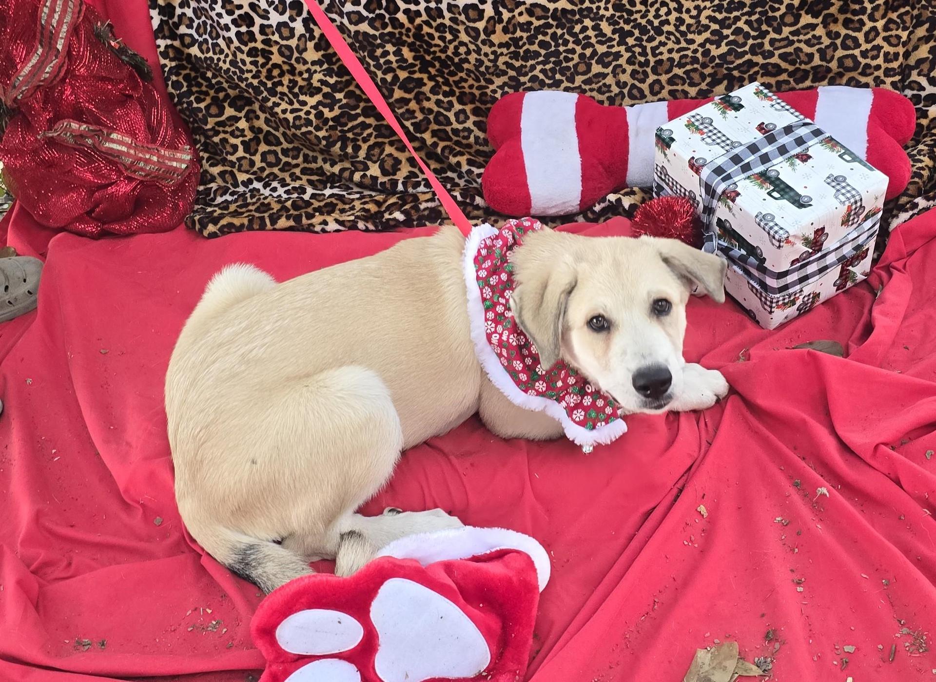 A baby large-sized female White / Cream Great Pyrenees dog named Beyza Wat for adoption in Missouri City, TX