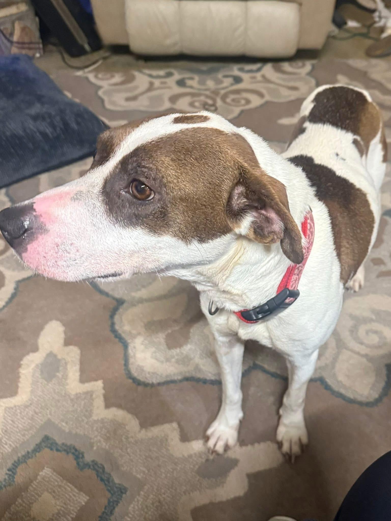 An adult large-sized female Pit Bull Terrier dog named Bayli Sponsored Fee!! for adoption in Fosters, AL