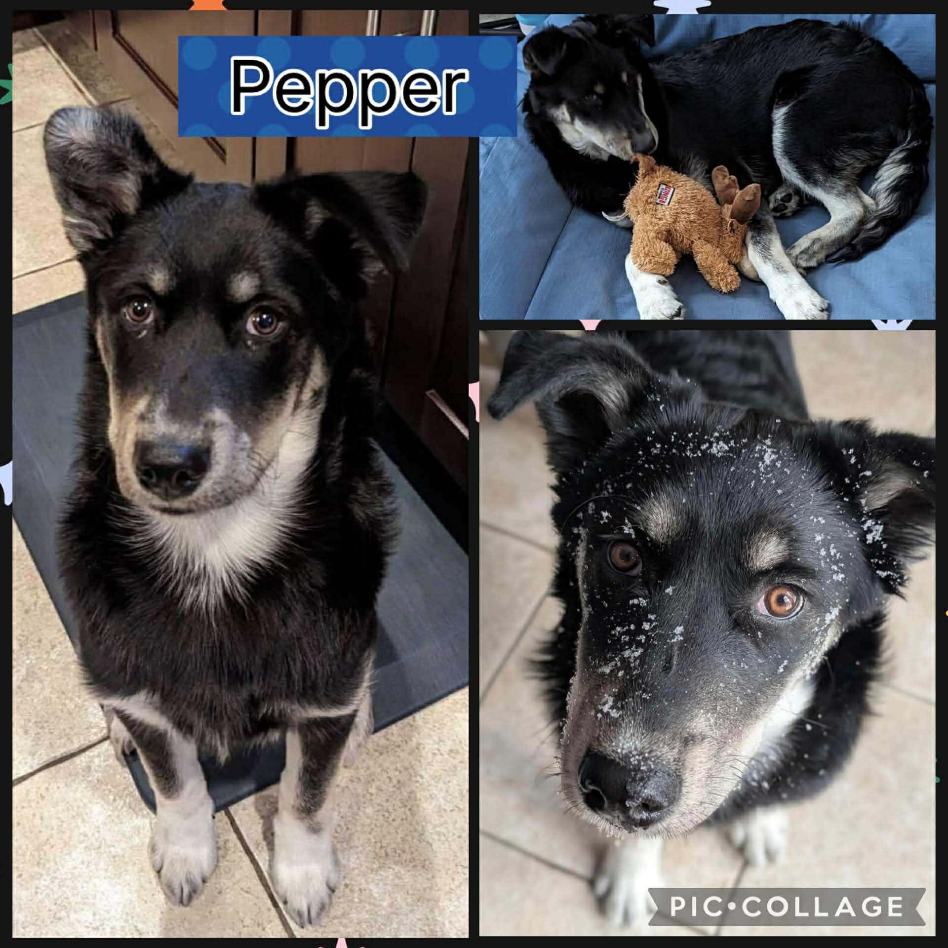 Pepper