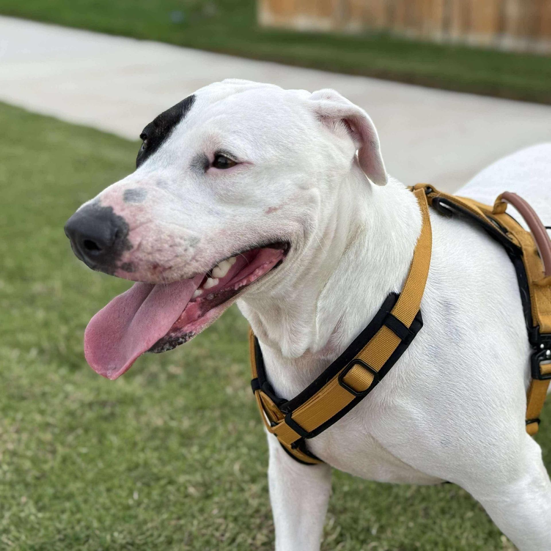 A young medium-sized female White / Cream Pit Bull Terrier dog named Patch for adoption in Warren, RI