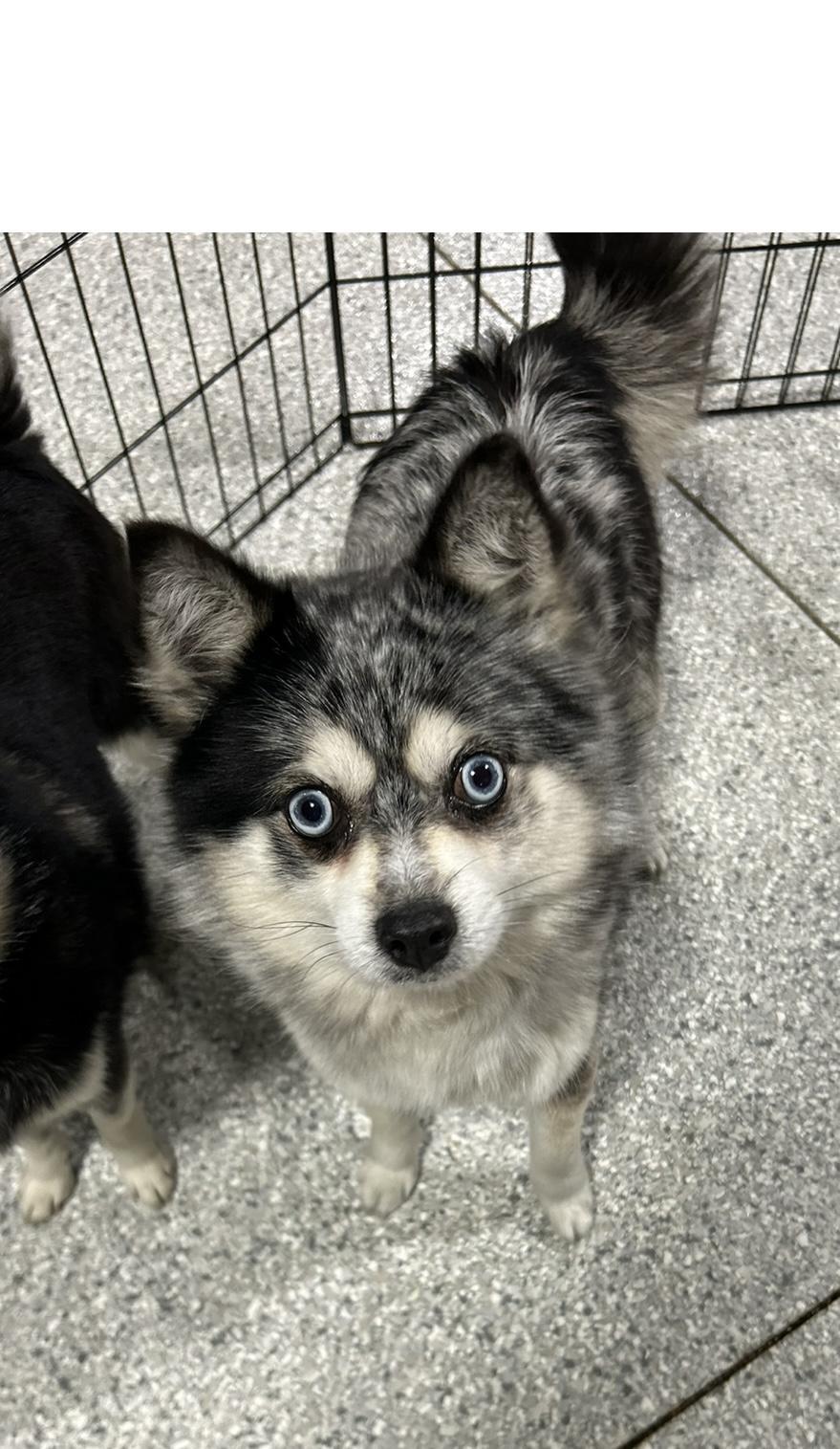 Shamas. Small Lbs photo 1