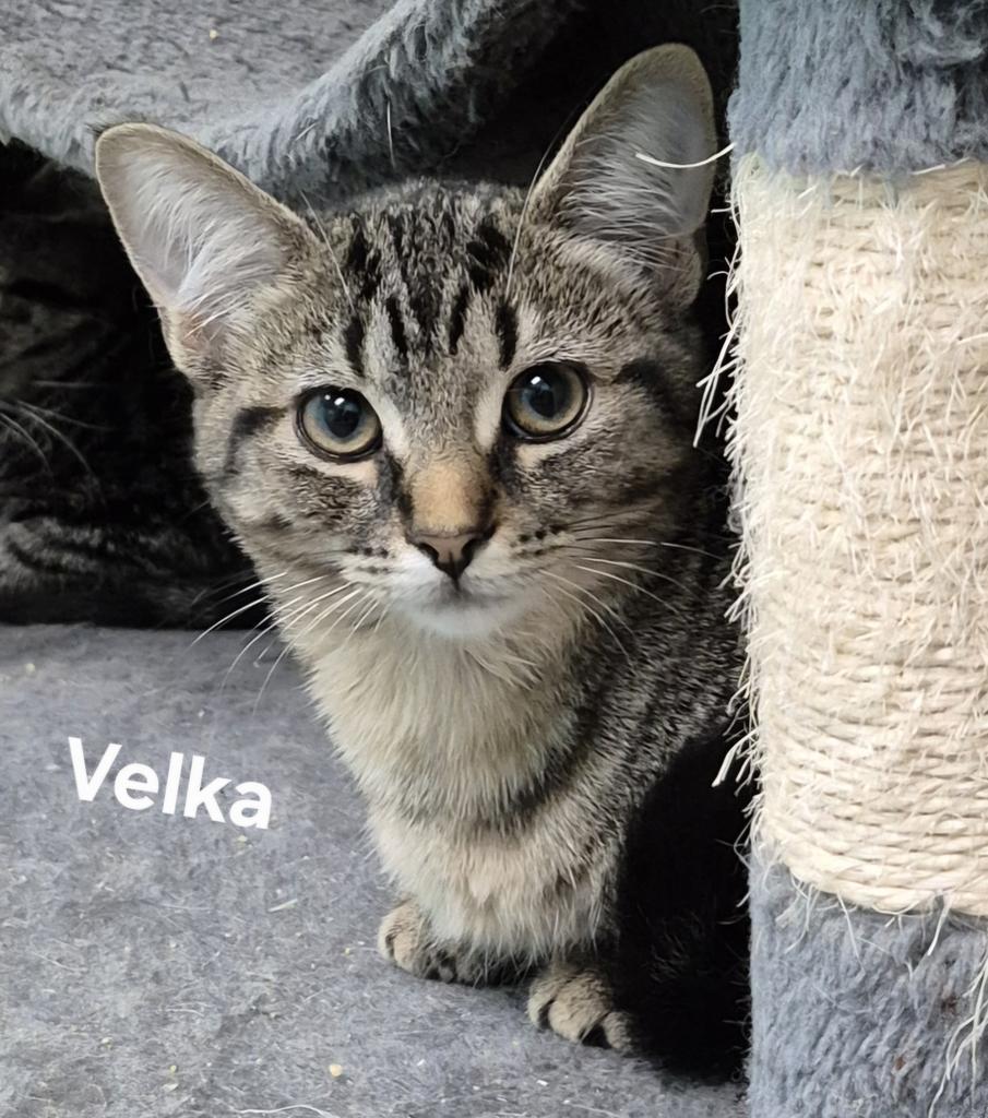 Velka