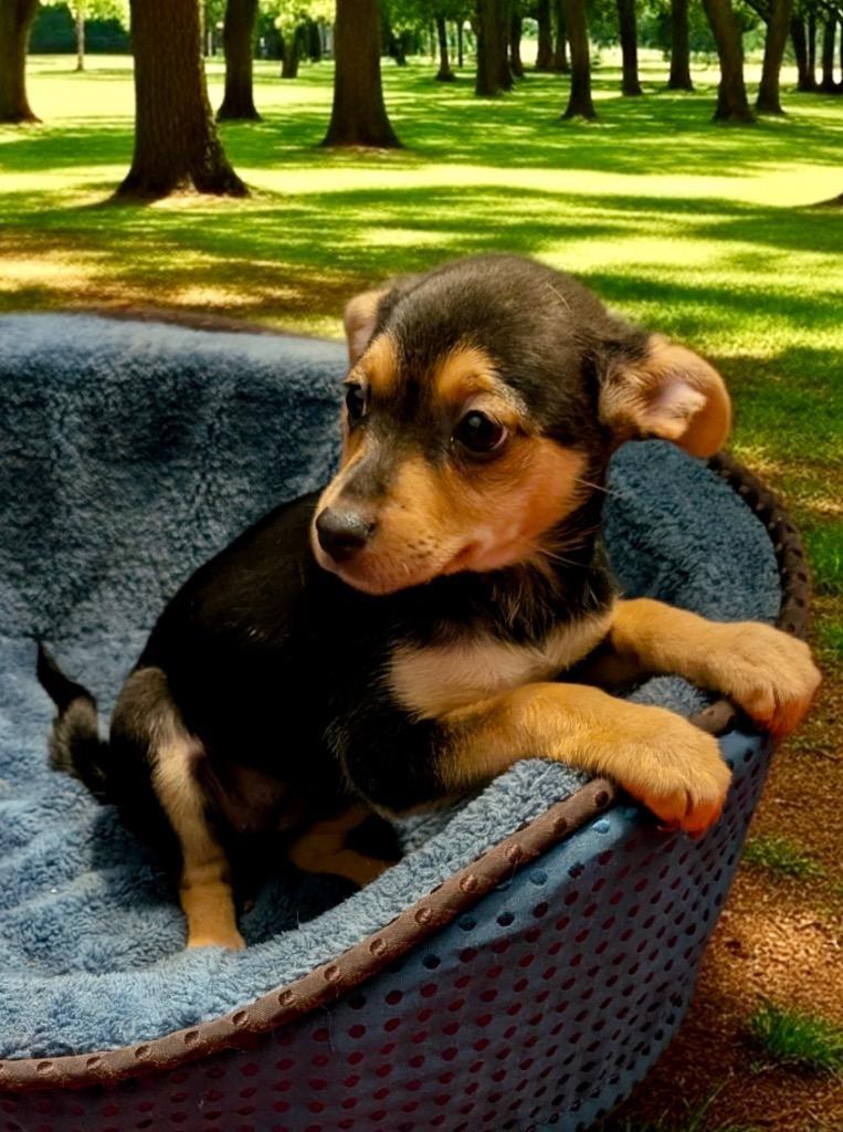 Peachsmall Breed Puppy!