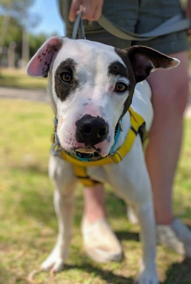 Captain Wigglesworth