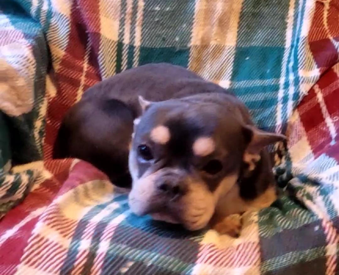 Bluetanwht Female Frenchie