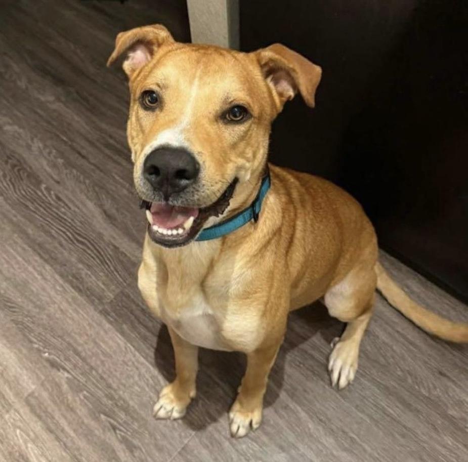 A young medium-sized male Apricot / Beige Yellow Labrador Retriever dog named Butter for adoption in Houston, TX