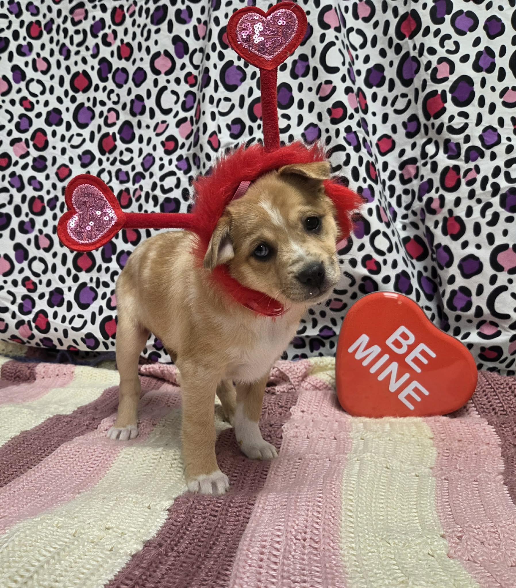 Juliette The Chihuahua Mix