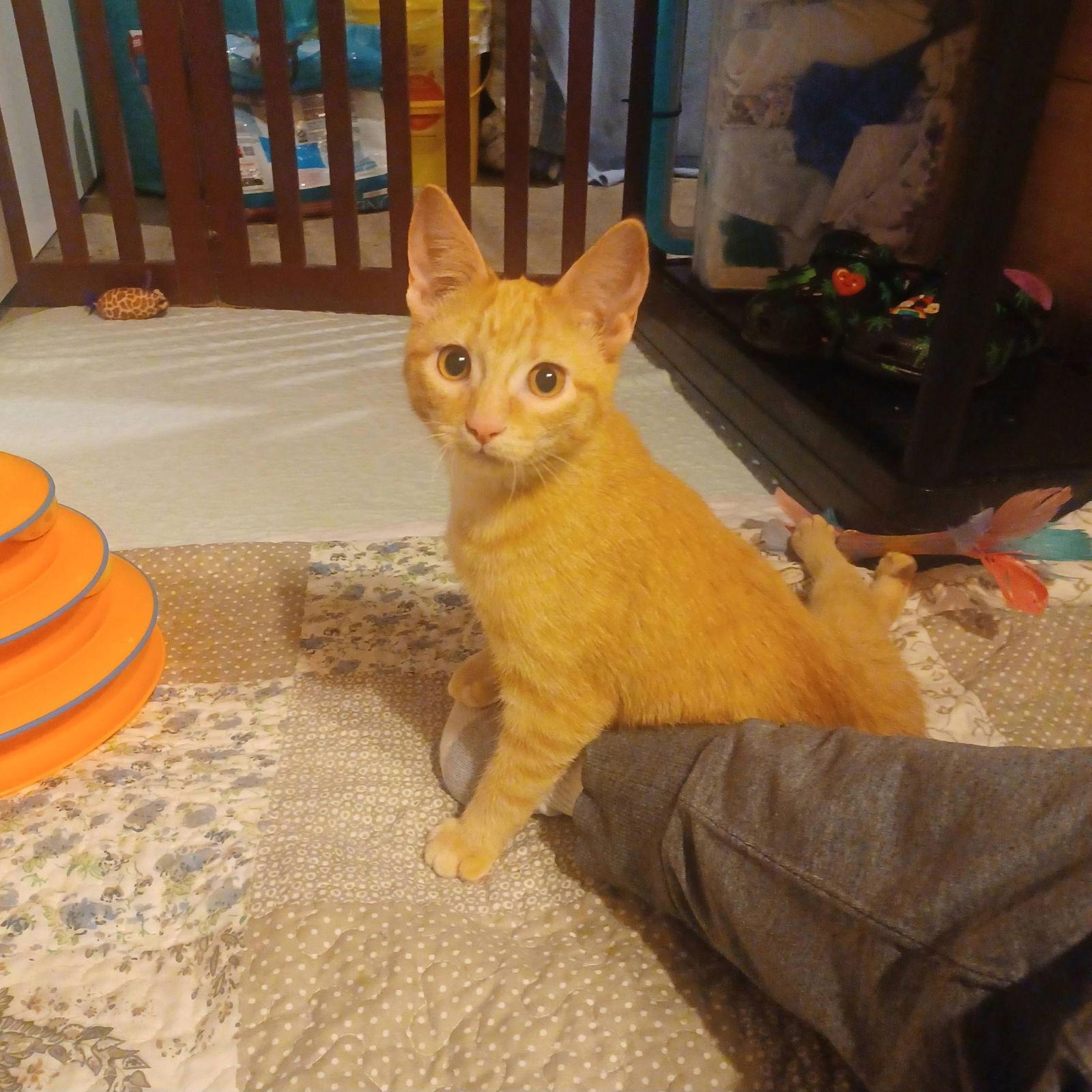 Pumpkin C Gargano photo 1