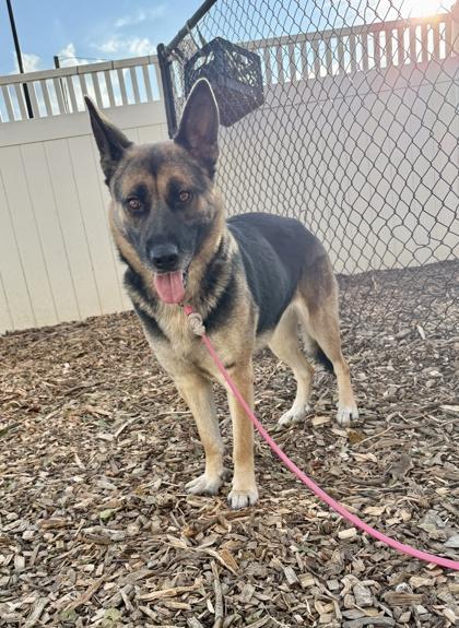 An adult large-sized female Mixed Breed dog named Louisiana for adoption in Chamblee, GA