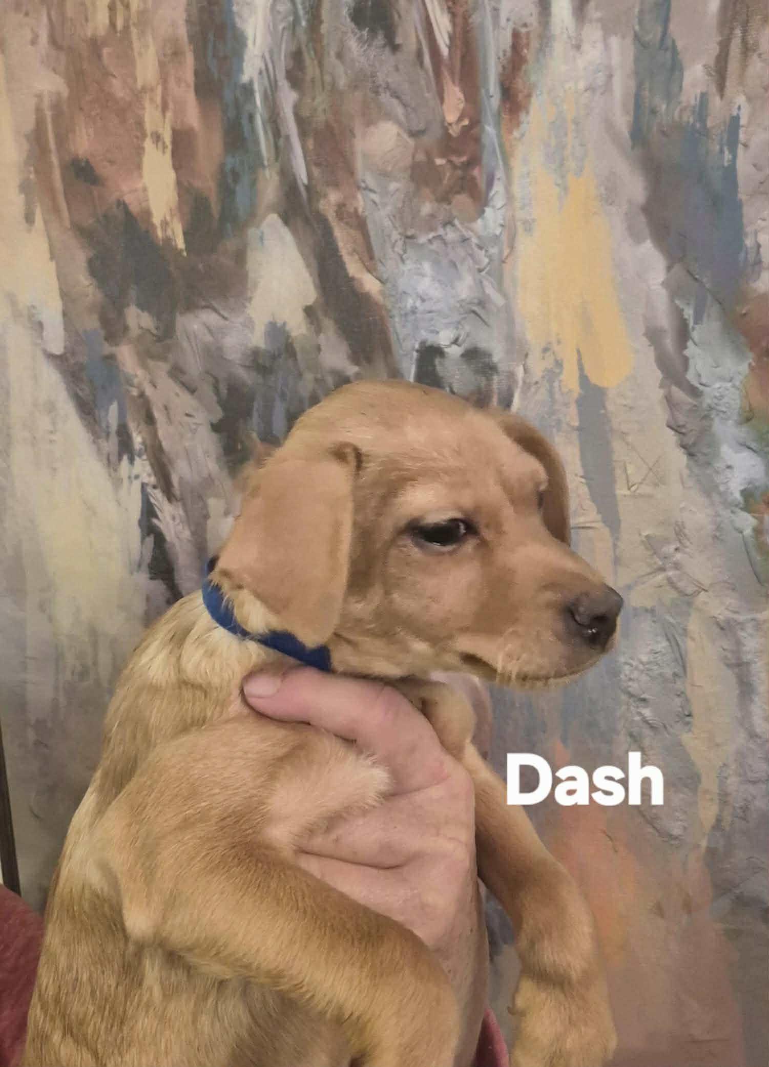 Dash Dalia