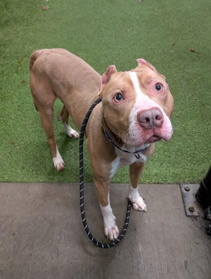 An adult large-sized male Pit Bull Terrier dog named Zamboni for adoption in Bellevue, WA