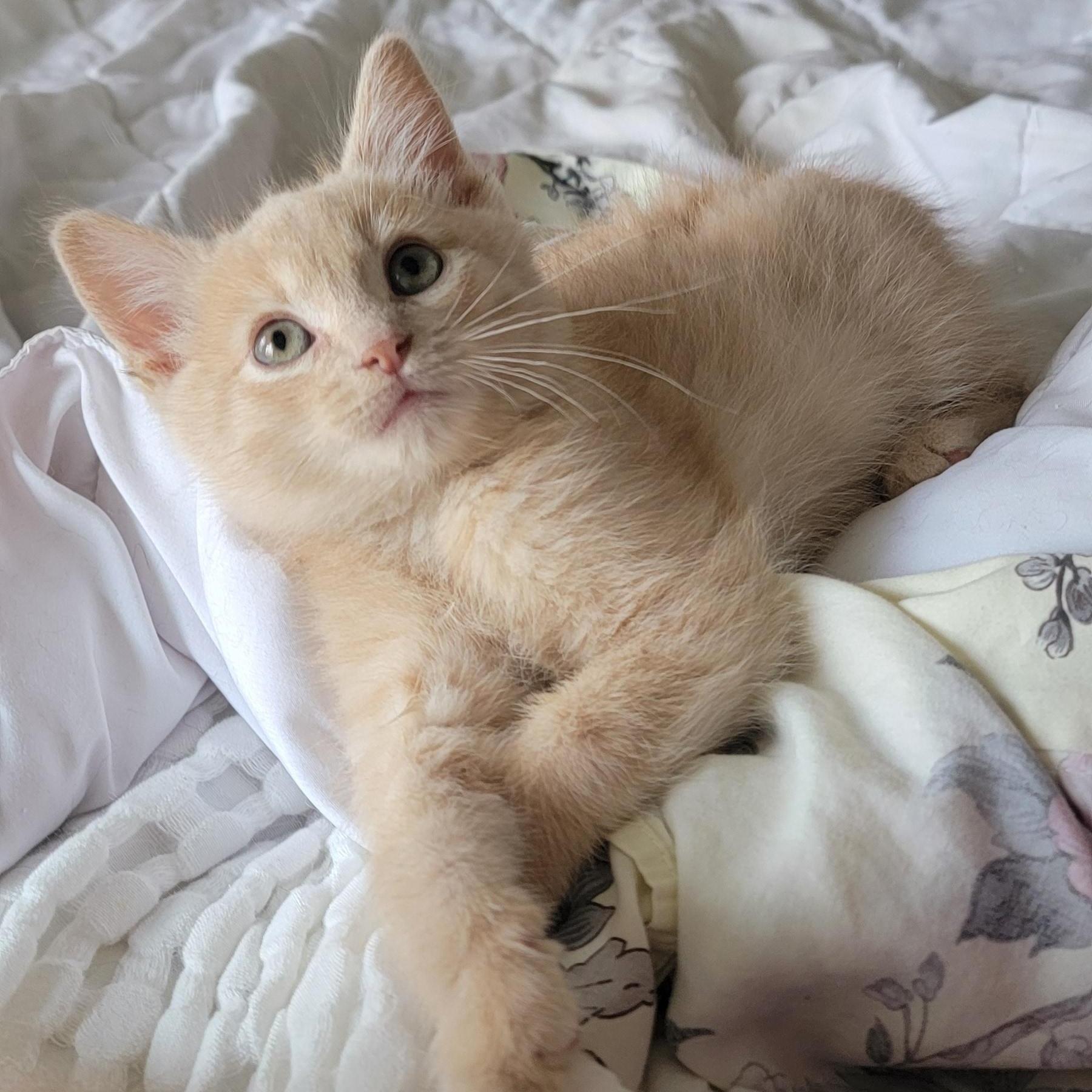 A baby medium-sized male Buff / Tan / Fawn Domestic Short Hair cat named Tanner for adoption in Wyandotte, MI