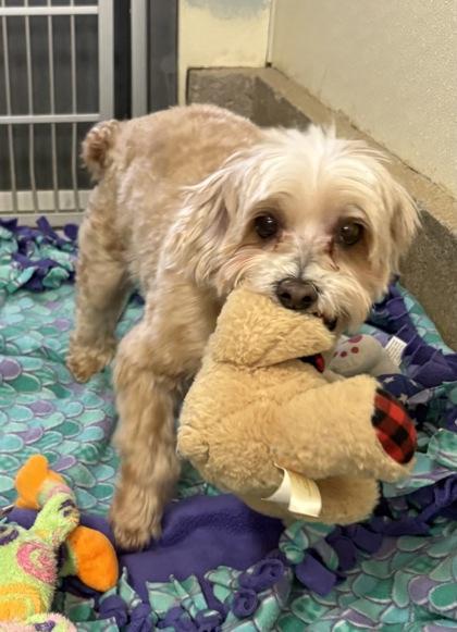 Iko Ollie Bonded Pair