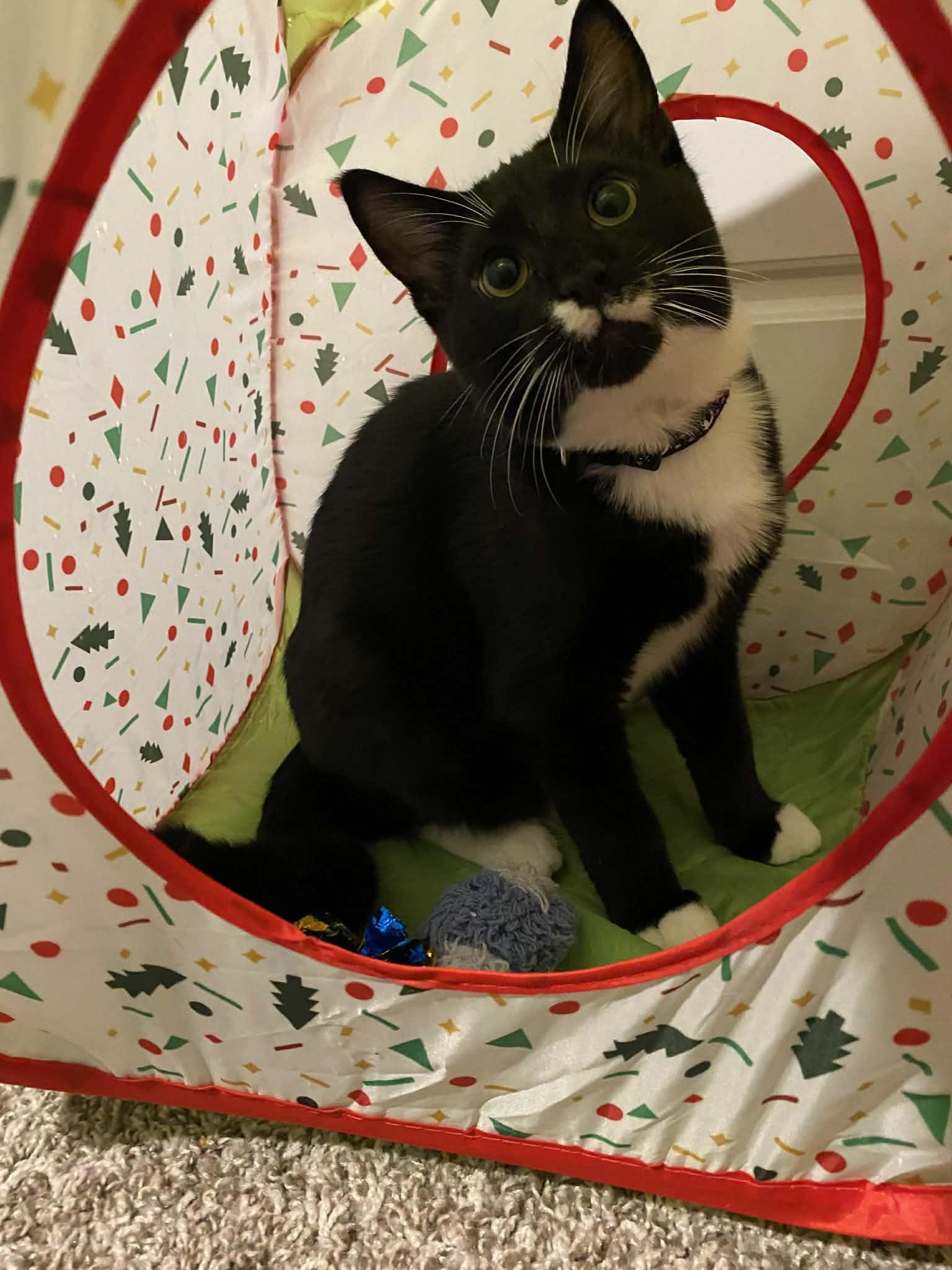 A baby small-sized male Black & White / Tuxedo Domestic Short Hair cat named Echo for adoption in Ocean Springs, MS