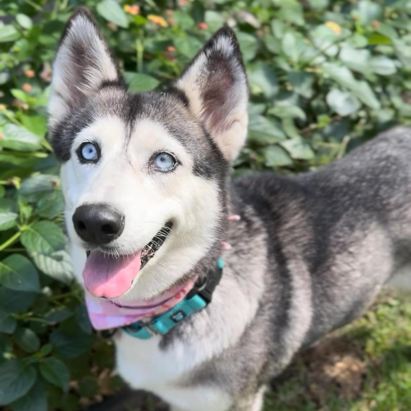 An adult medium-sized female Black Husky dog named Harper for adoption in Houston, TX