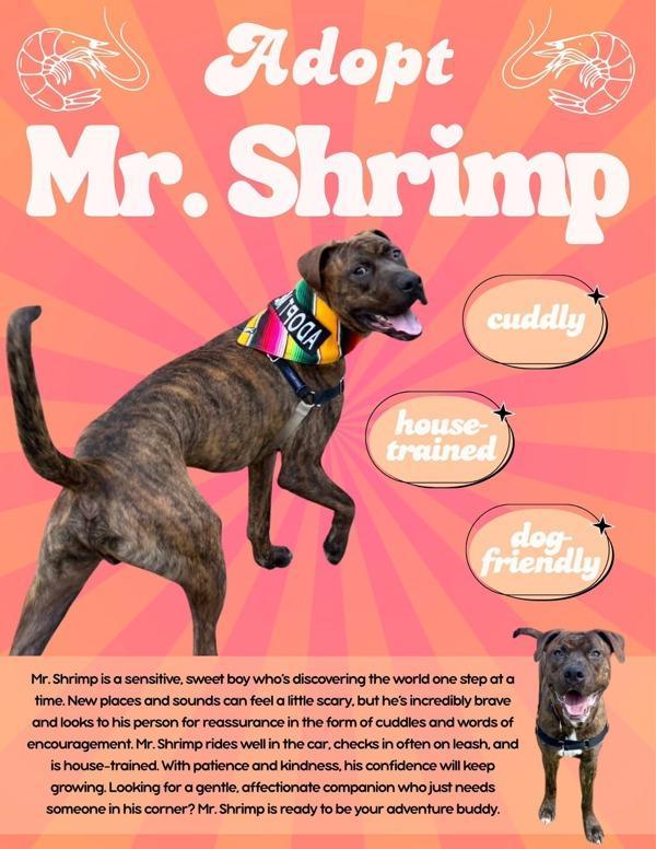 Mr. Shrimp