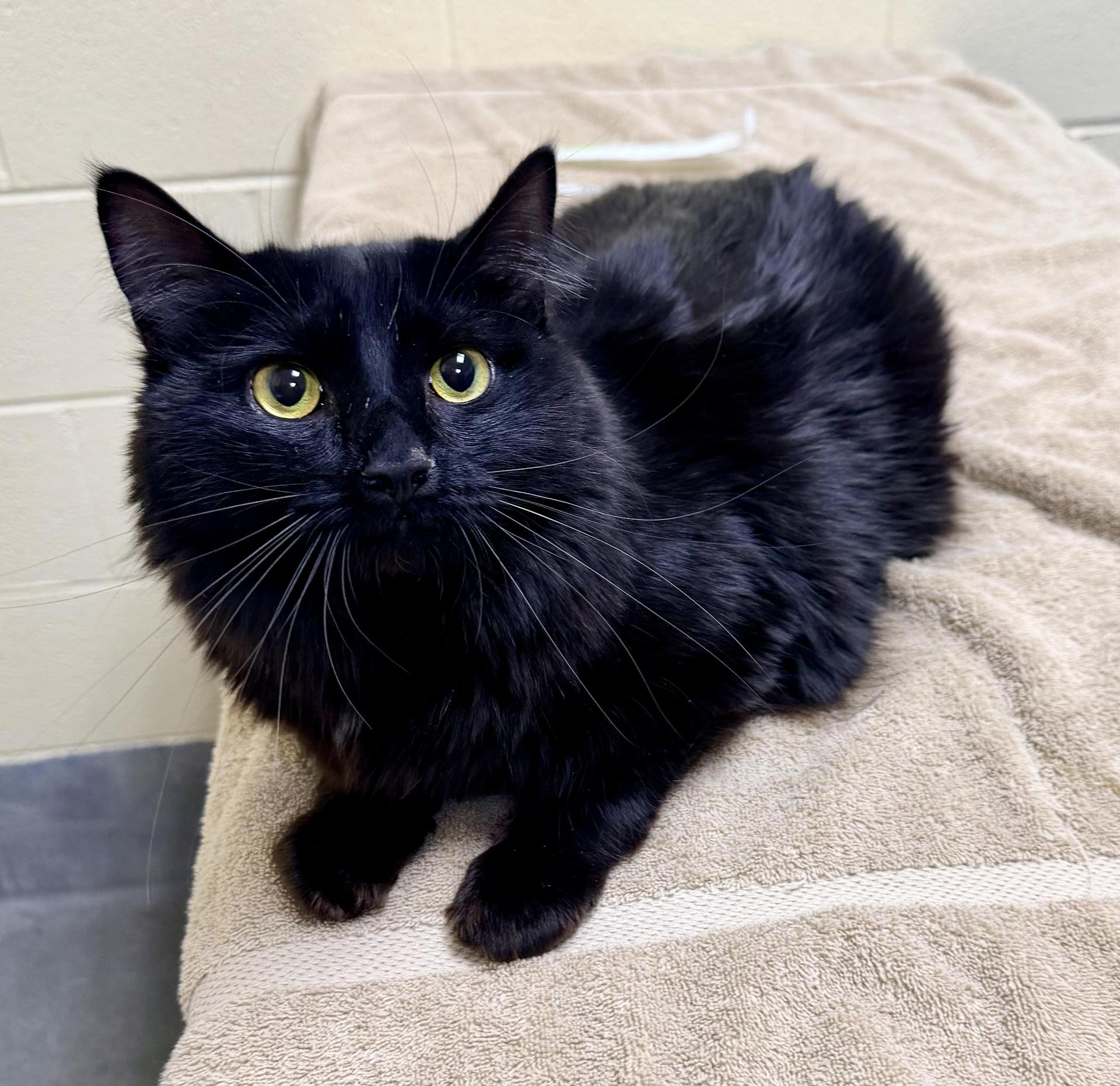 An adult large-sized male Black Domestic Long Hair cat named Zovee for adoption in Amherst, VA