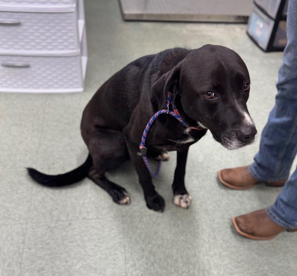 An adult medium-sized male Mixed Breed dog named Raz for adoption in Danielsville, GA