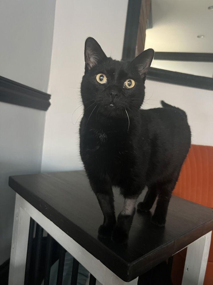 An adult medium-sized female Black Domestic Short Hair cat named Pearl for adoption in O'Fallon, MO
